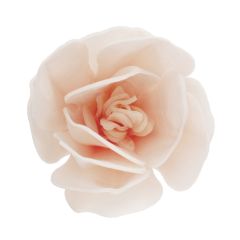 Flores de oblea magnolias blancas con tonos pastel 7 cm (6) - Sin gluten - Dekora